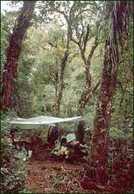 One of our camps in montane forest on Biliran Island (c) Field Museum of Natural History - CC BY-NC 4.0